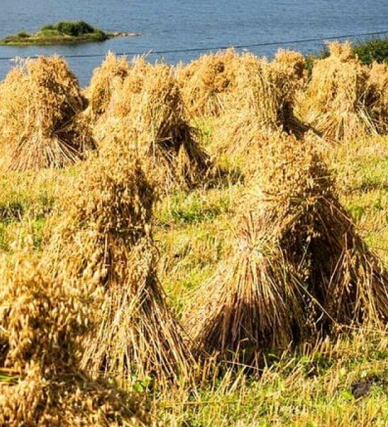 places_to_explore_coast_and_castles_img15_1x