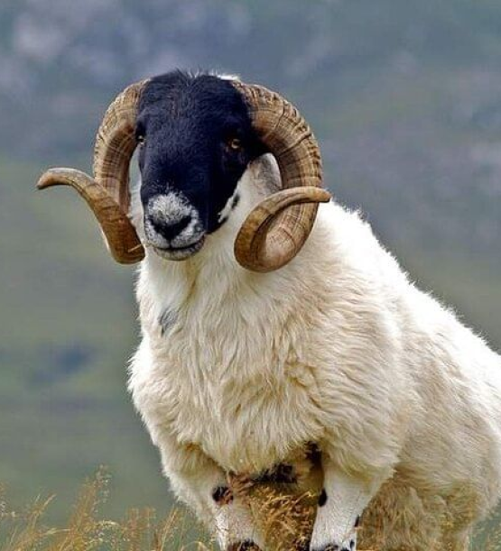 places_to_explore_highlights_of_derry_and_donegal_img7_1x