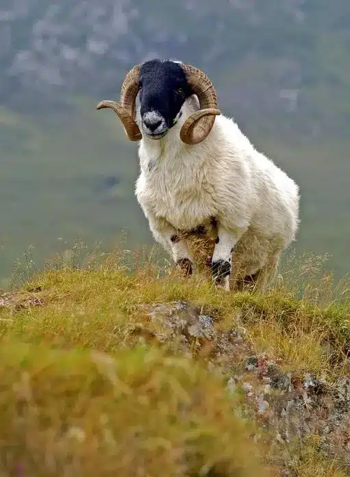 A ram with thick, curved horns and a black face stands on a grassy hillside with a blurred mountainous background.