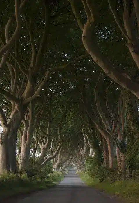 A narrow road stretches into the distance, flanked by tall trees with arching branches that form a tunnel of dense green foliage overhead. Dappled sunlight filters through the canopy onto the path below.