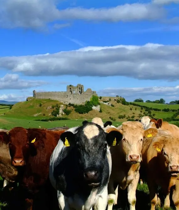 A herd of cows stands on green grass in the foreground, with rolling hills and a stone castle ruin in the background under a blue sky with scattered clouds.